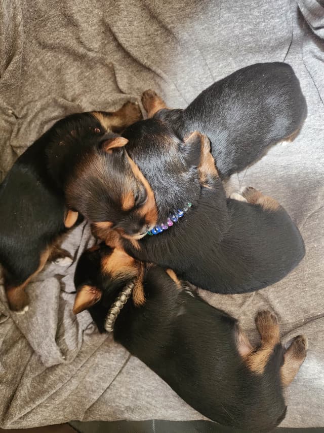 Yorkshire Terrier Puppies media 11