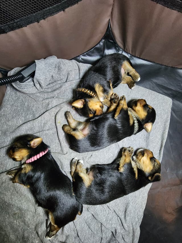 Yorkshire Terrier Puppies media 12