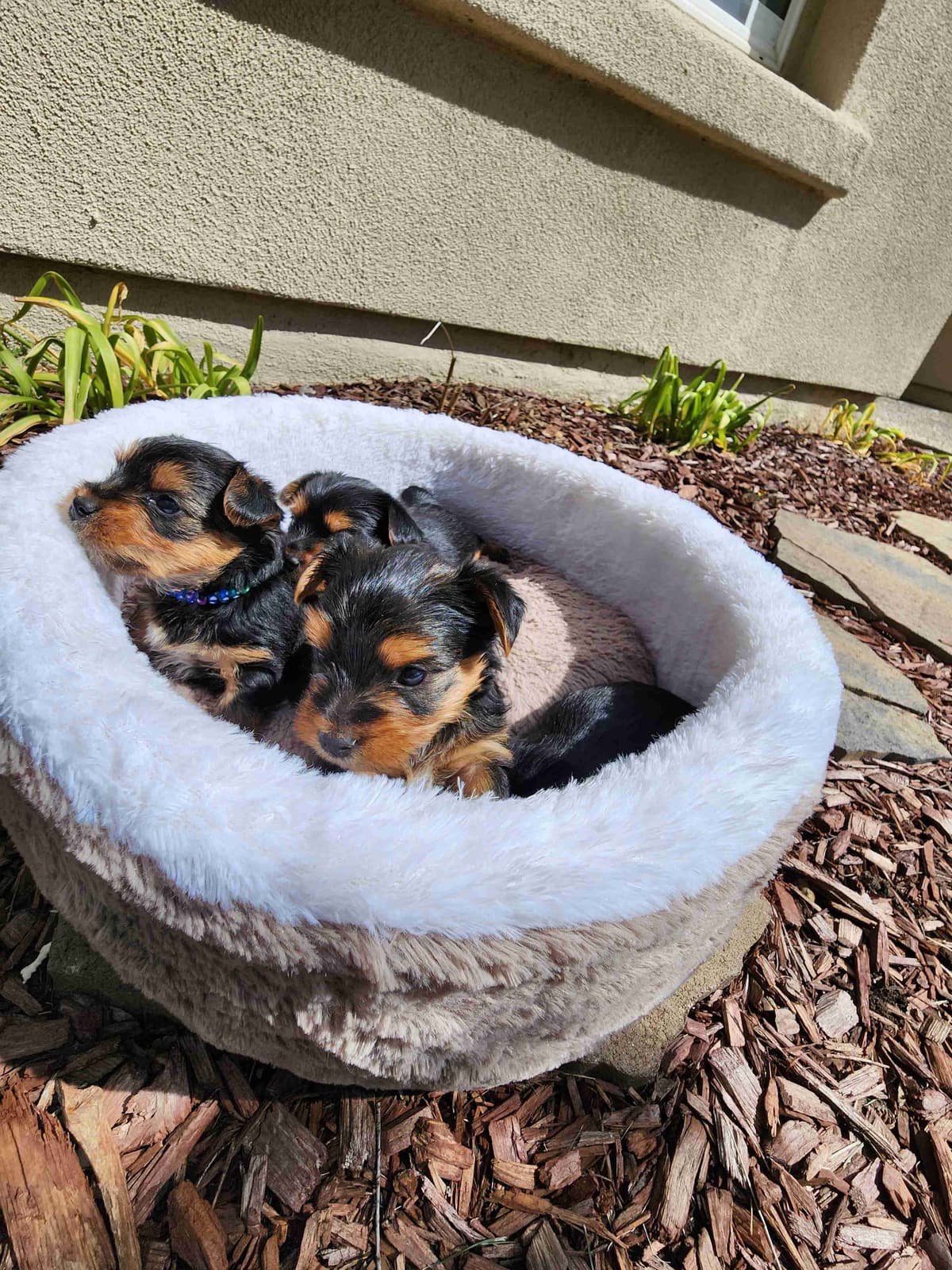 Yorkshire Terrier Puppies breeder image 4