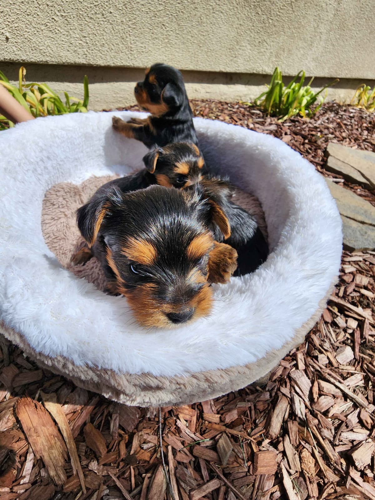 Yorkshire Terrier Puppies breeder image 5
