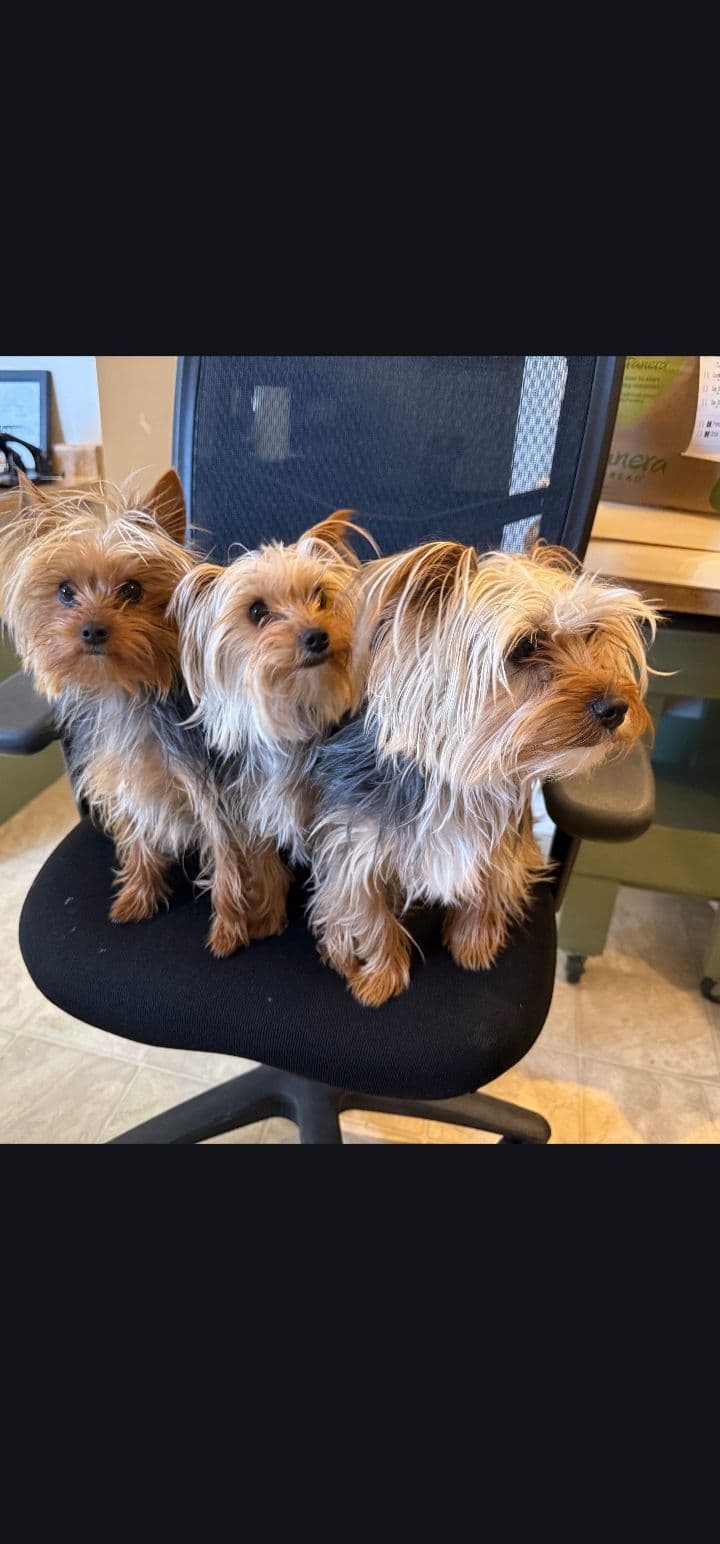Yorkshire Terrier Puppies breeder image 6