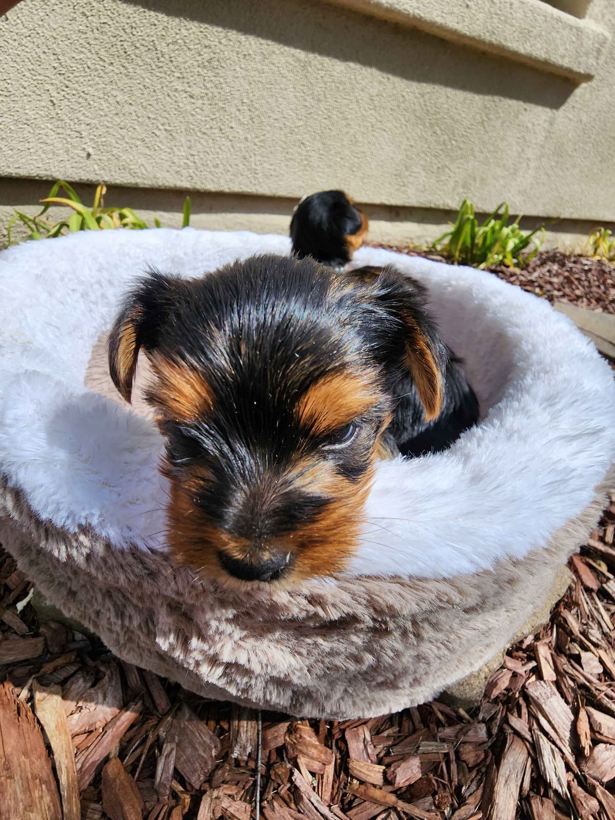 Yorkshire Terrier Puppies breeder image 7