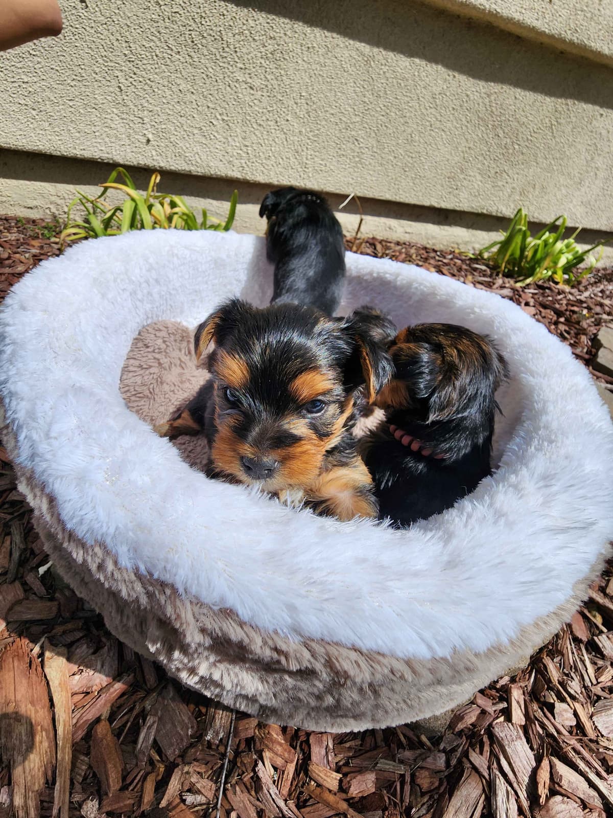 Yorkshire Terrier Puppies breeder image 8