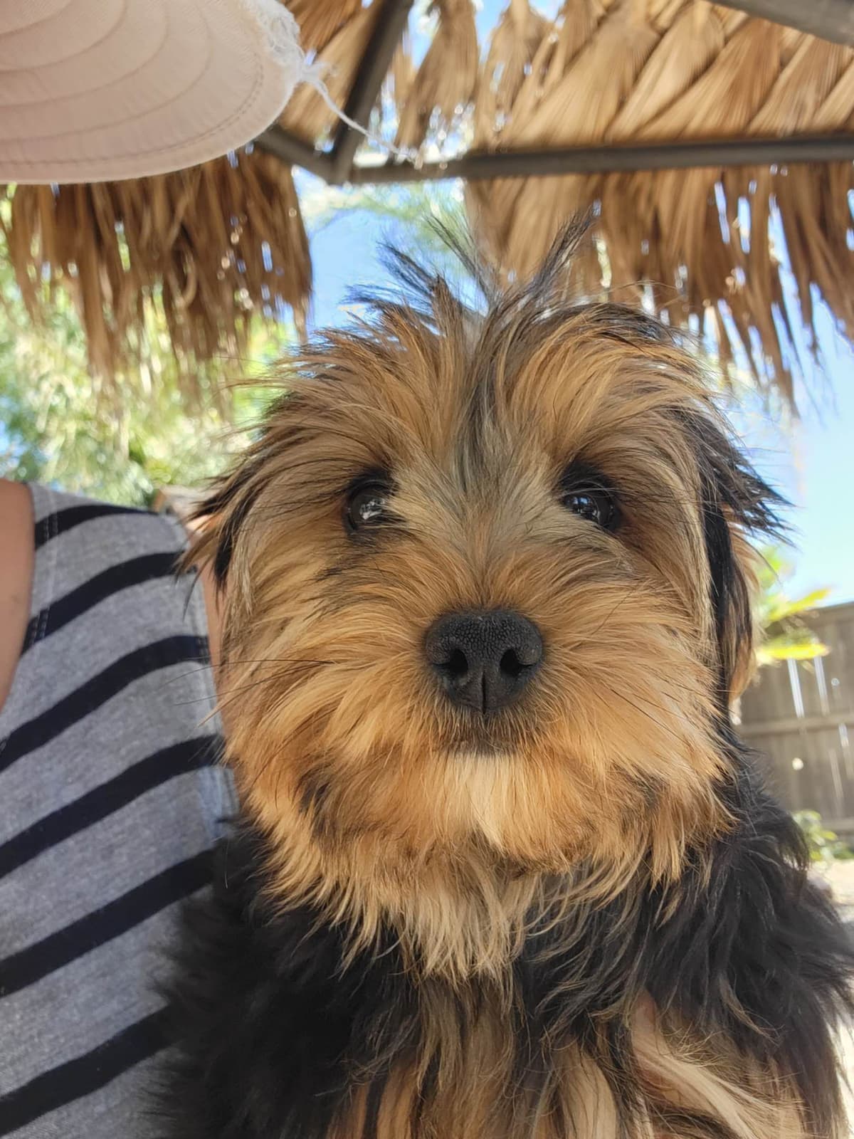 Yorkshire Terrier Puppies breeder image 9
