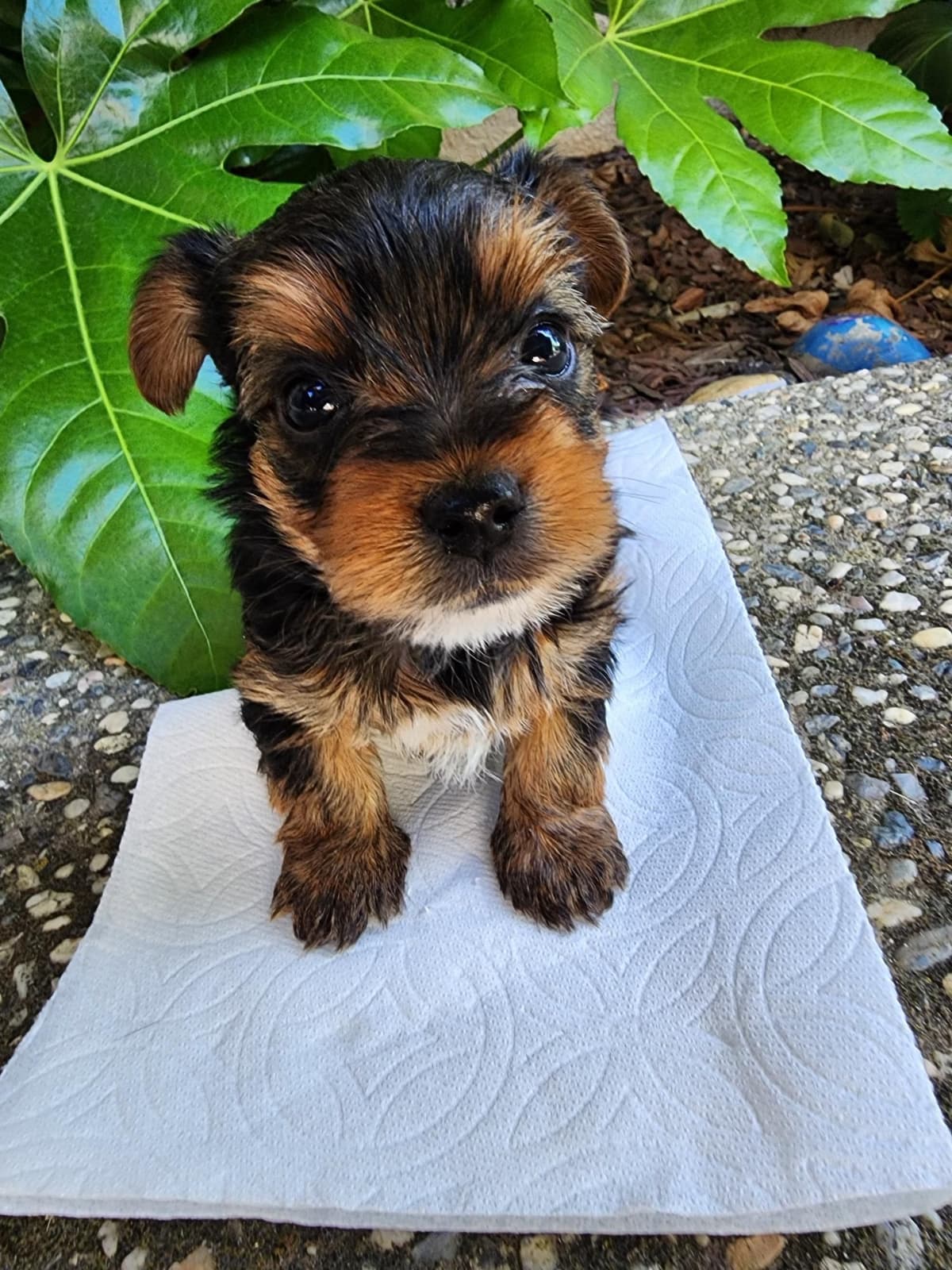Yorkshire Terrier Puppies breeder image 11