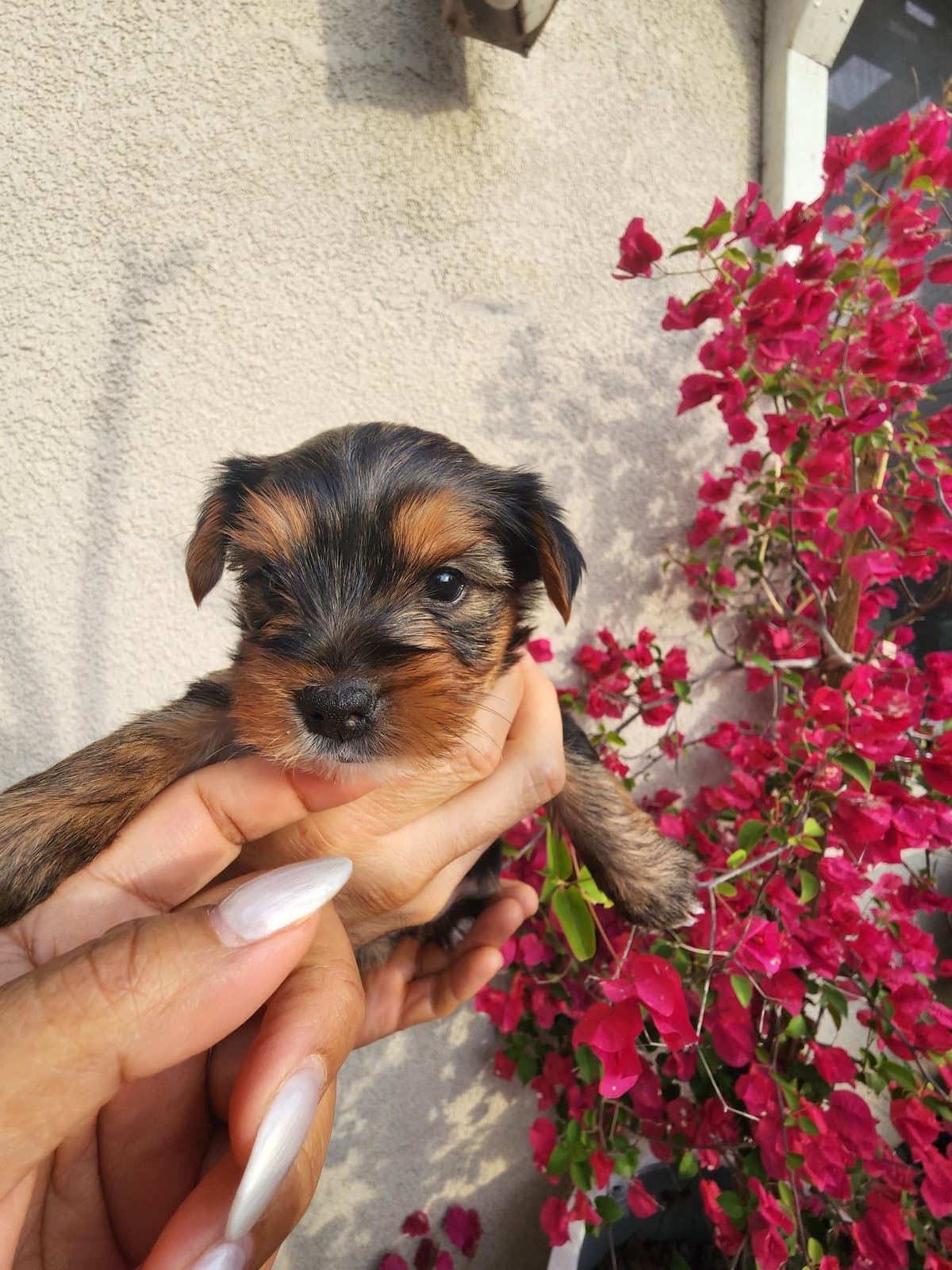 Yorkshire Terrier Puppies breeder image 10