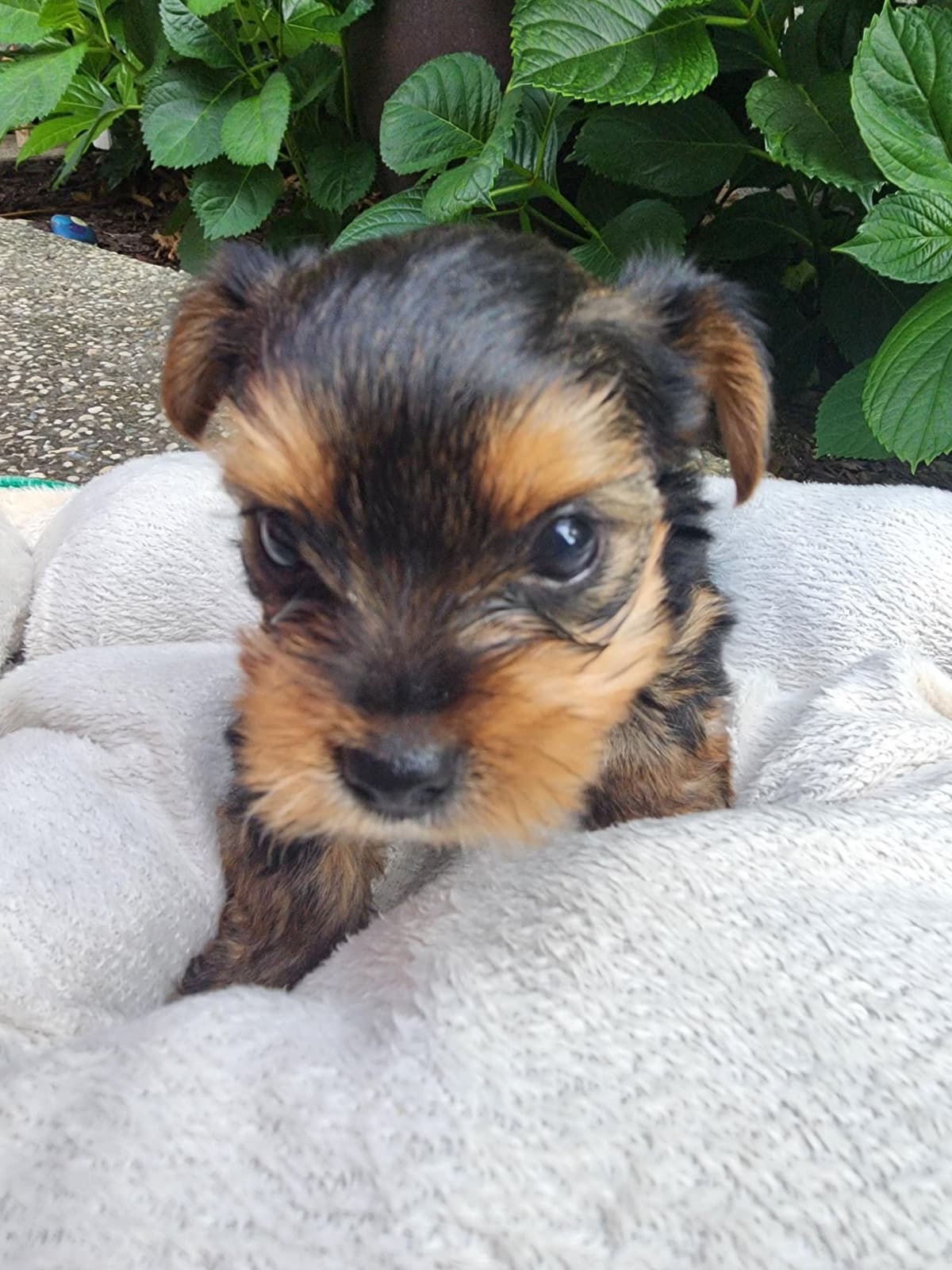 Yorkshire Terrier Puppies breeder image 12