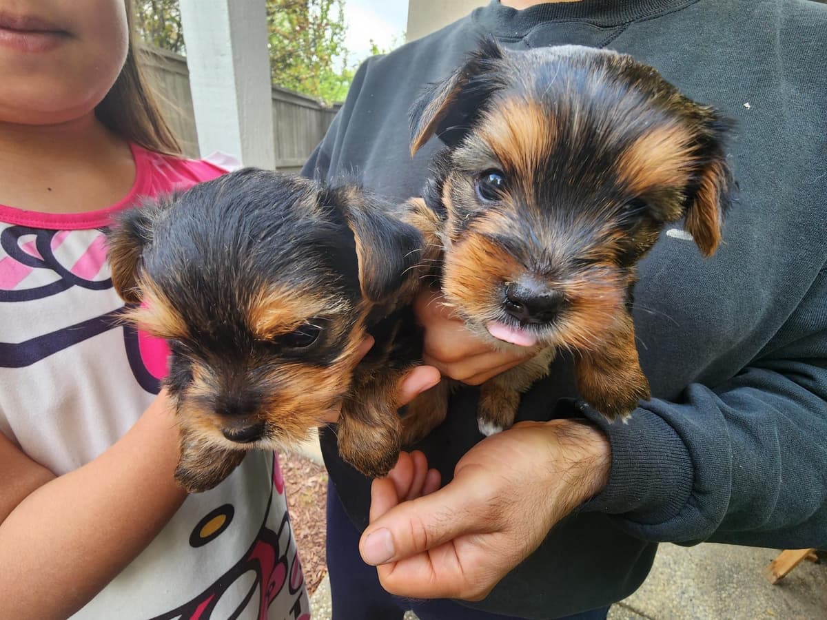 Yorkshire Terrier Puppies breeder image 13