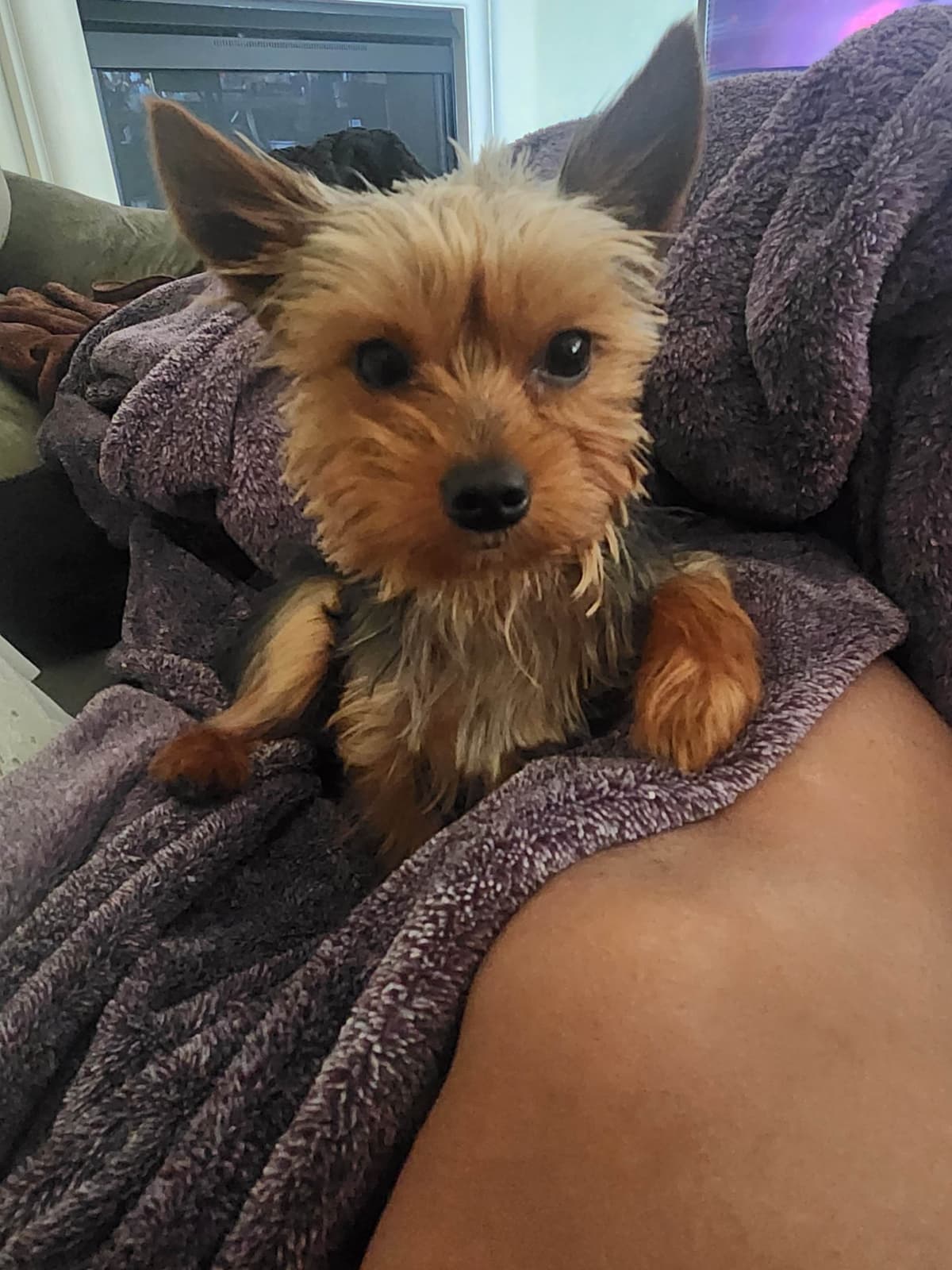 Yorkshire Terrier Puppies breeder image 14