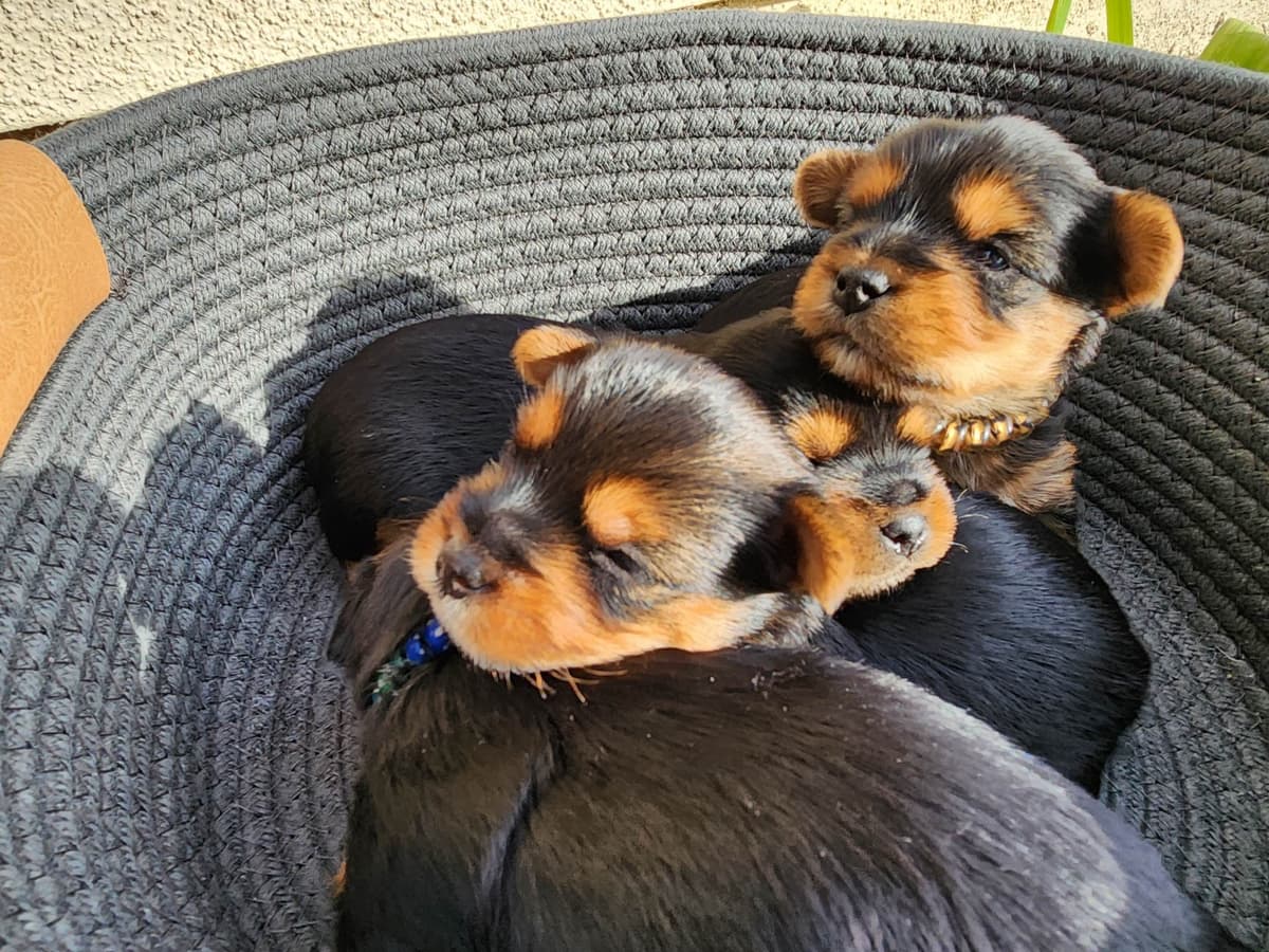 Yorkshire Terrier Puppies breeder image 16