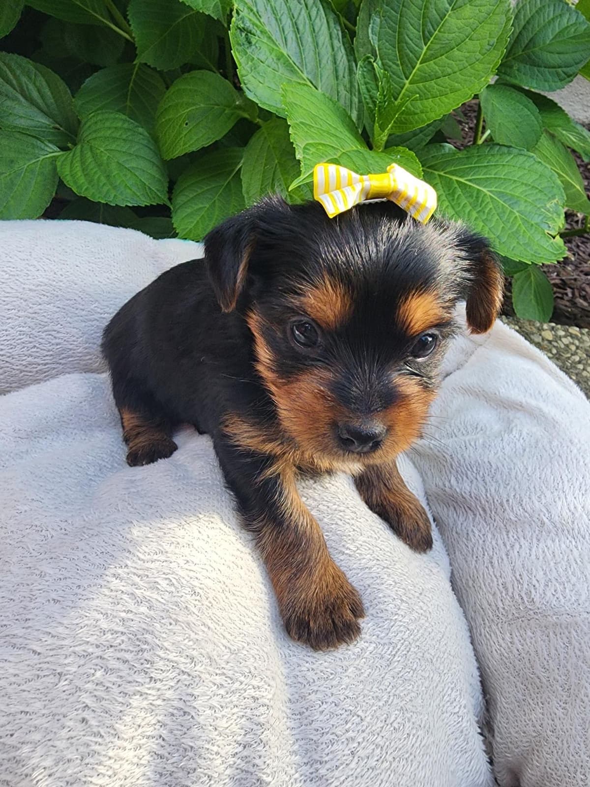 Yorkshire Terrier Puppies breeder image 18