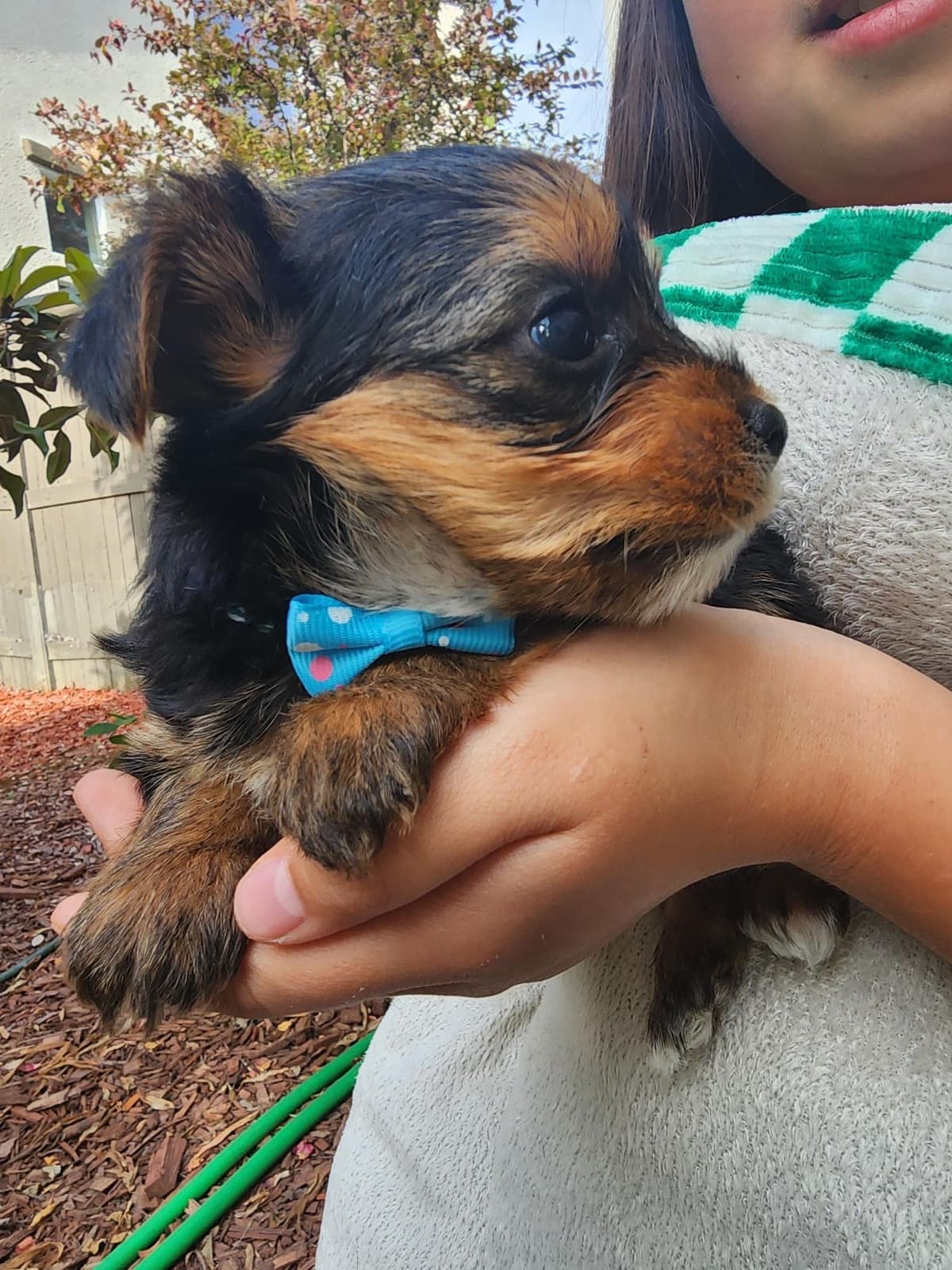 Yorkshire Terrier Puppies breeder image 17