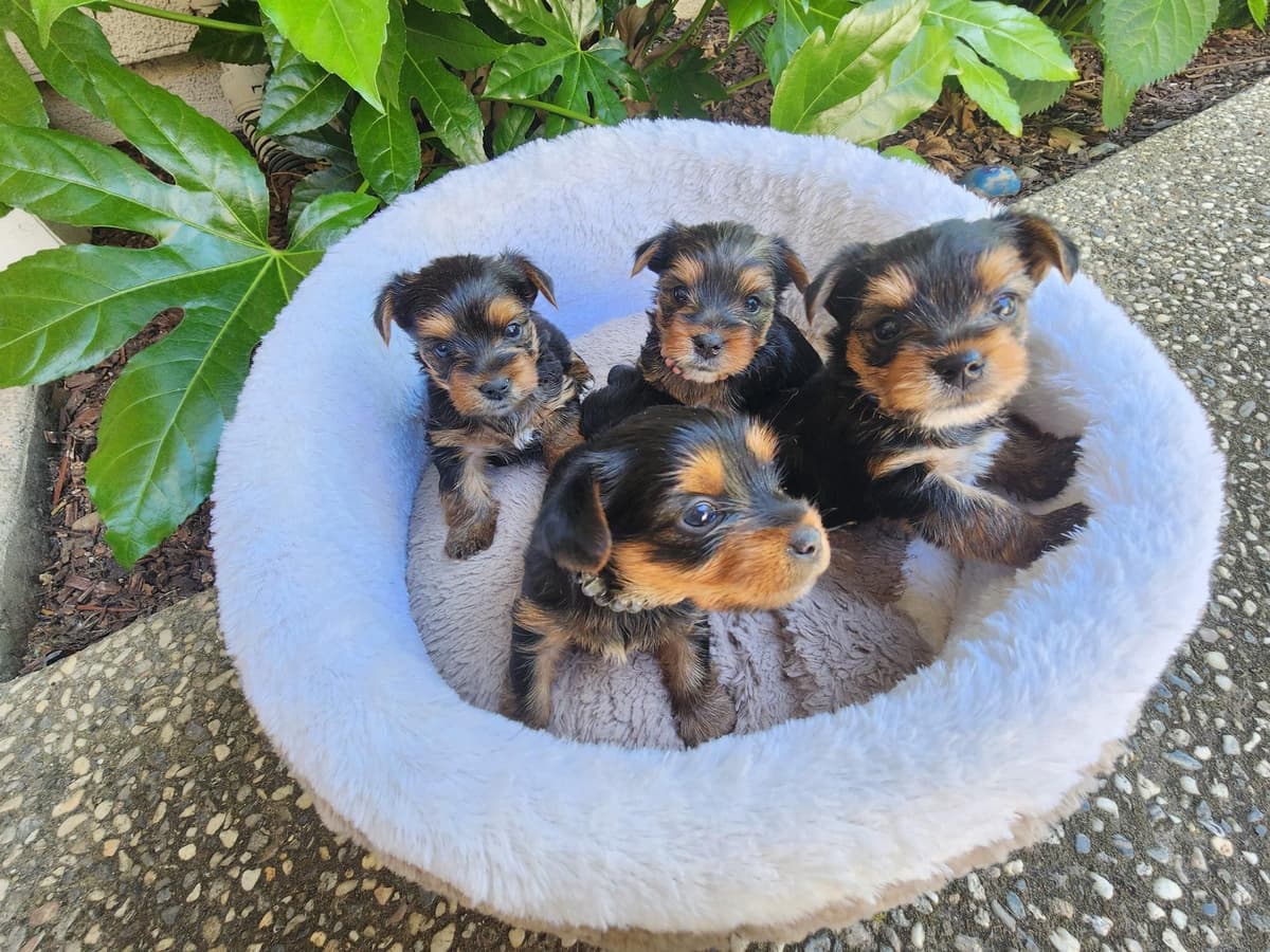 Yorkshire Terrier Puppies breeder image 19