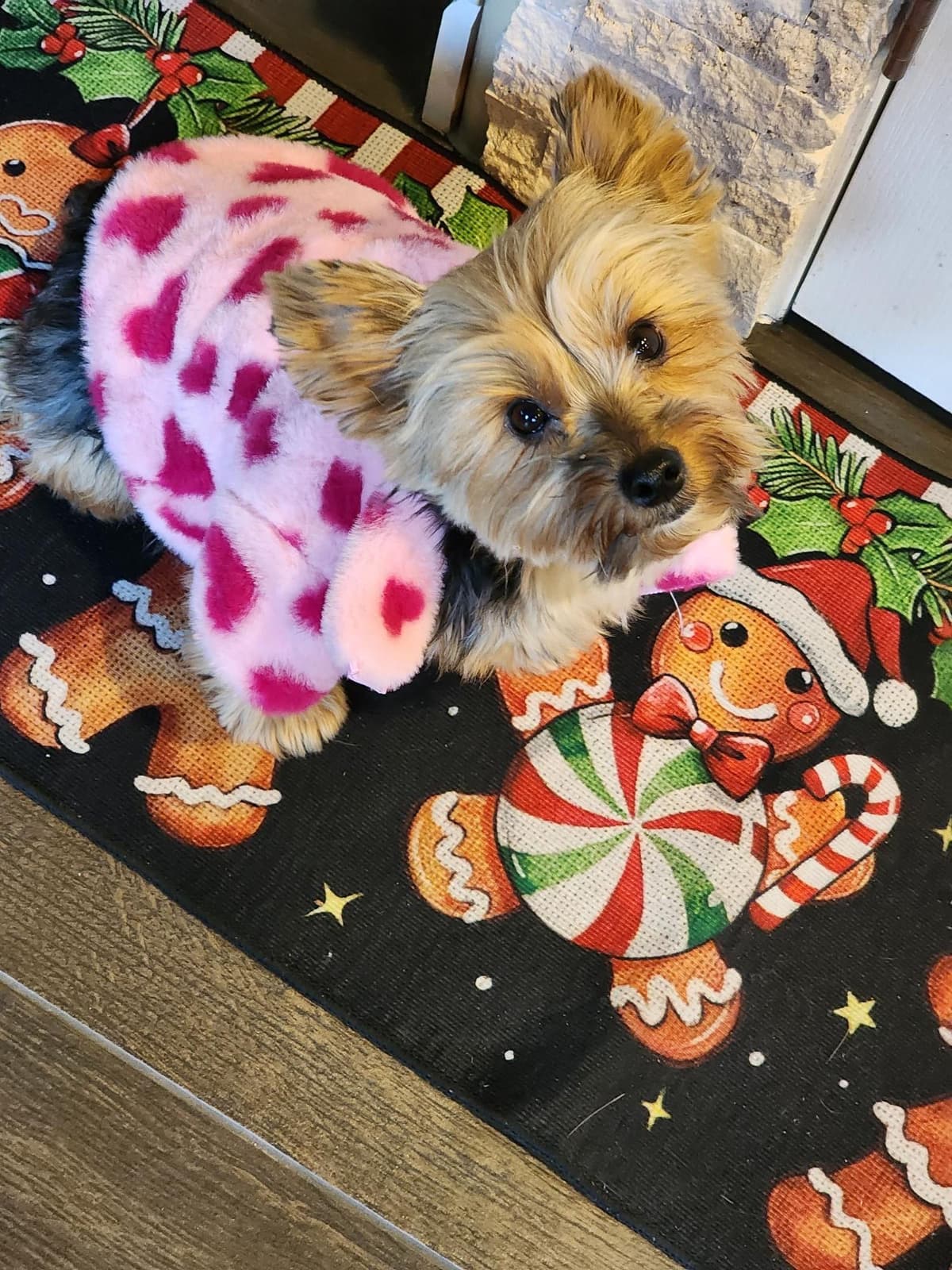 Yorkshire Terrier Puppies breeder image 22