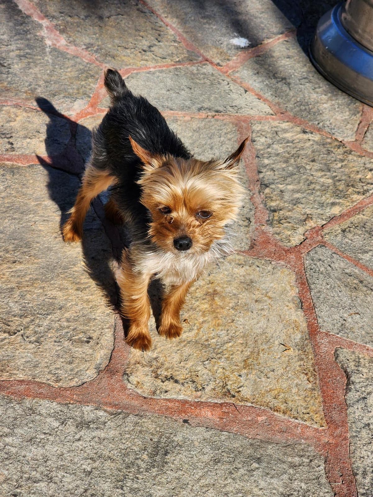 Yorkshire Terrier Puppies breeder image 23