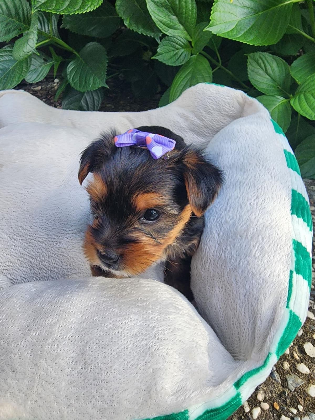 Yorkshire Terrier Puppies breeder image 27