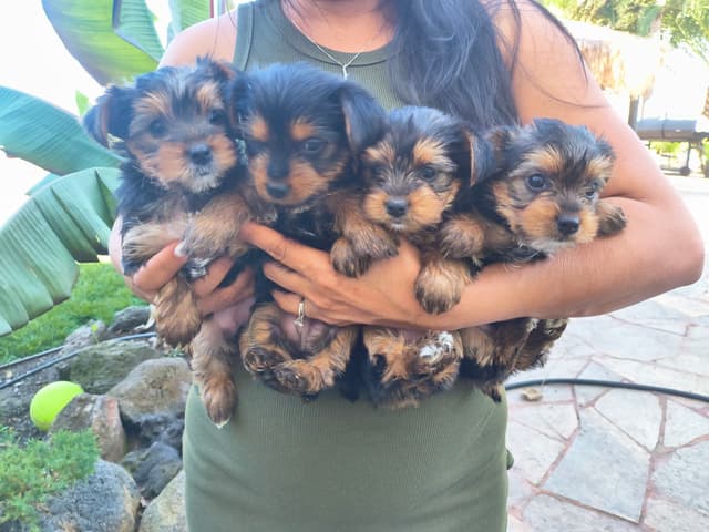 Yorkshire Terrier Puppies media 13