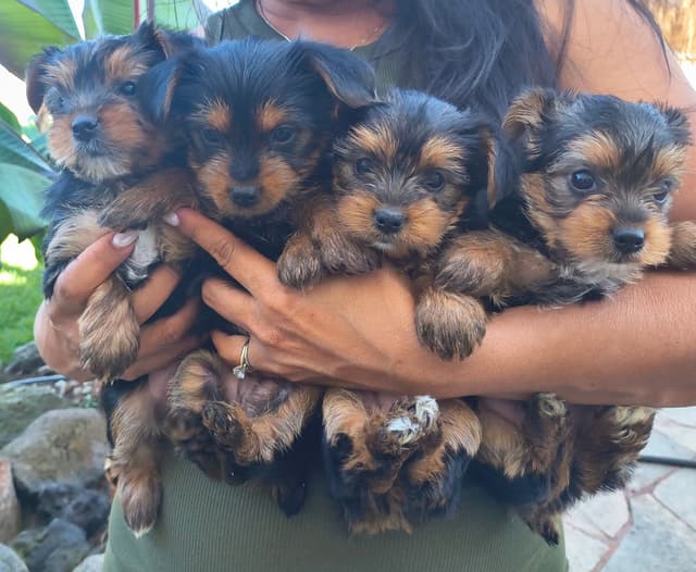 Yorkshire Terrier Puppies media 14