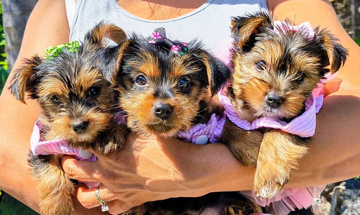 Yorkshire Terrier Puppies breeder image 31