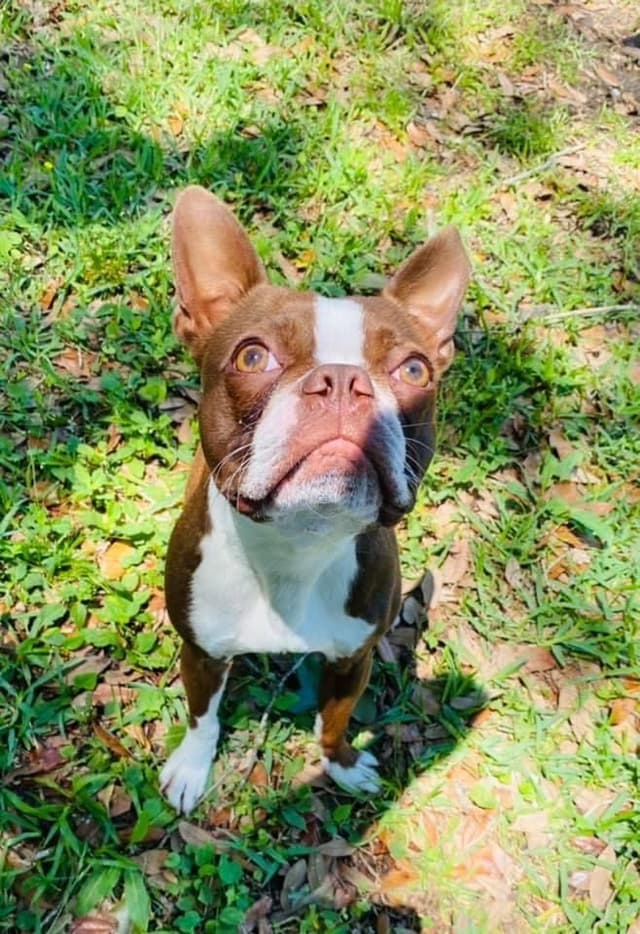 Boston Terrier Puppies media 2
