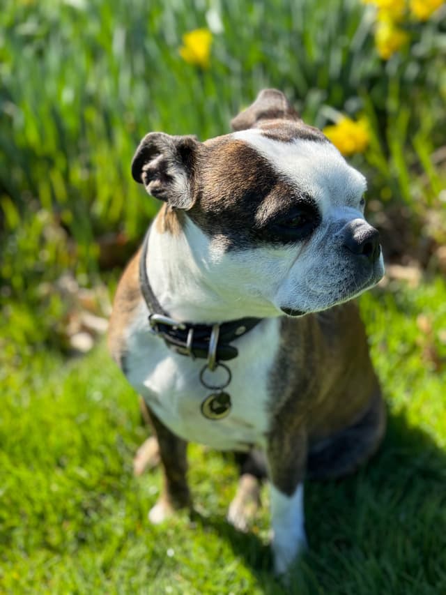 Boston Terrier Puppies media 3