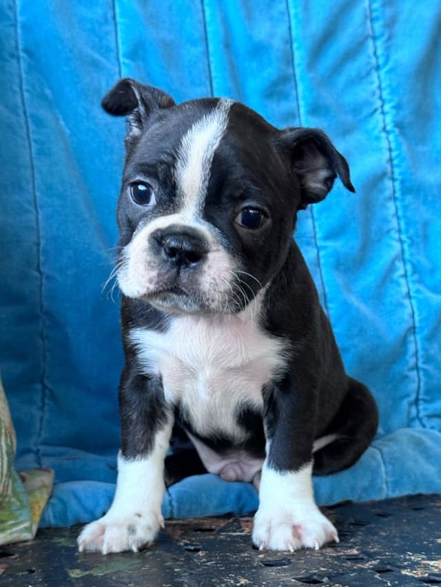 Boston Terrier Puppies media 6