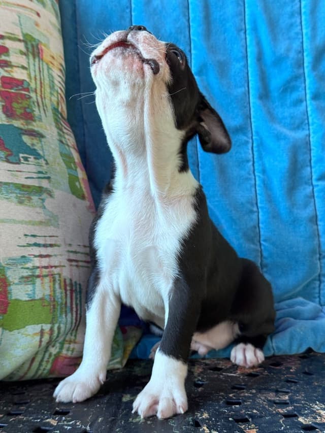 Boston Terrier Puppies media 7