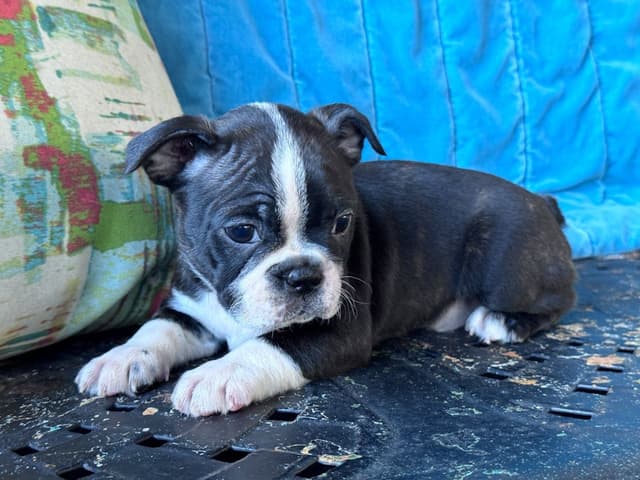 Boston Terrier Puppies media 8