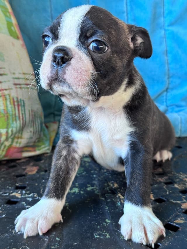 Boston Terrier Puppies media 9