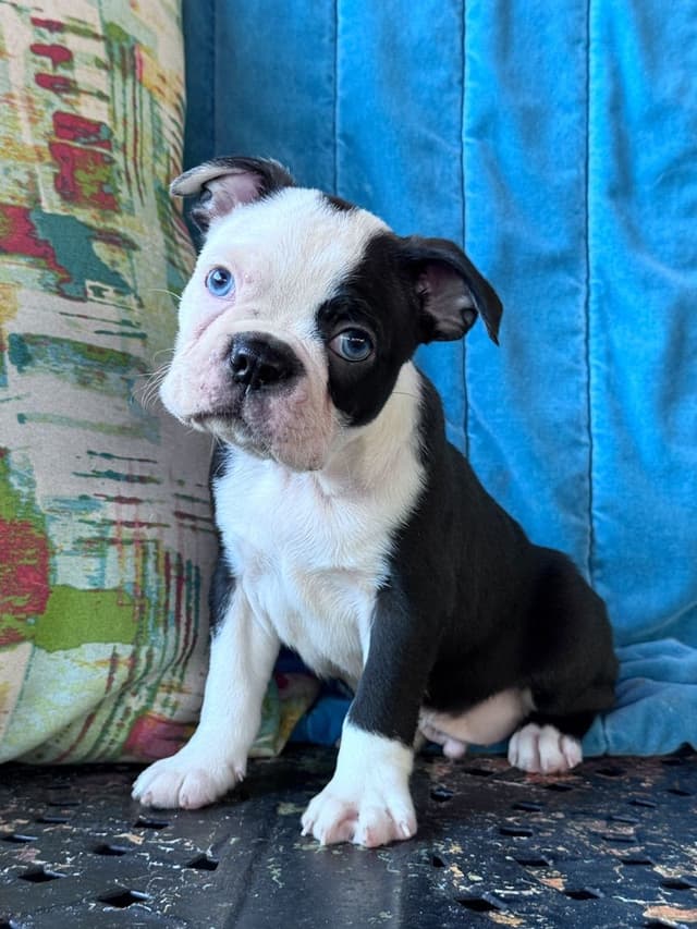 Boston Terrier Puppies media 10