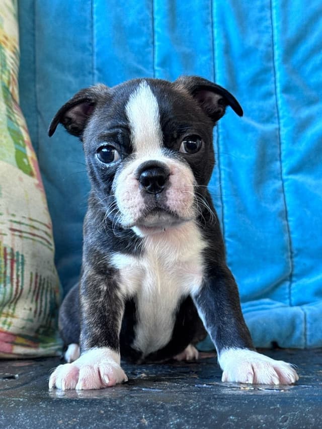 Boston Terrier Puppies media 11