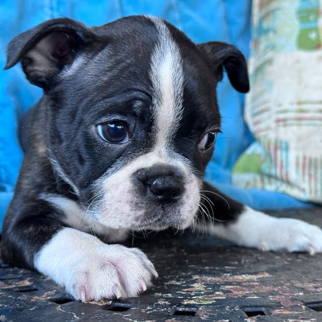 Boston Terrier Puppies media 12