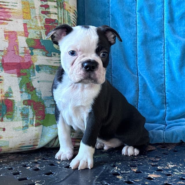 Boston Terrier Puppies media 13