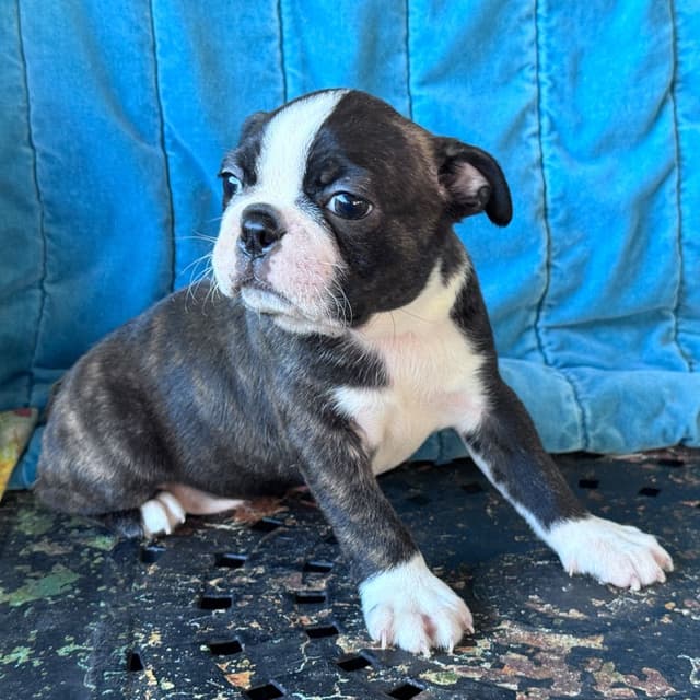 Boston Terrier Puppies media 14