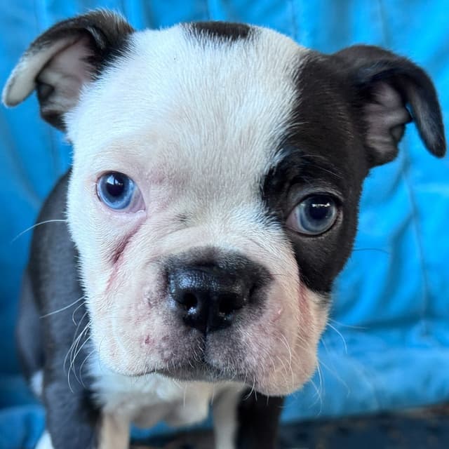 Boston Terrier Puppies media 15