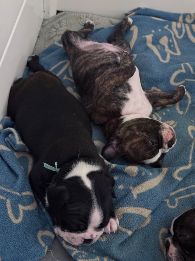 Boston Terrier Puppies media 16