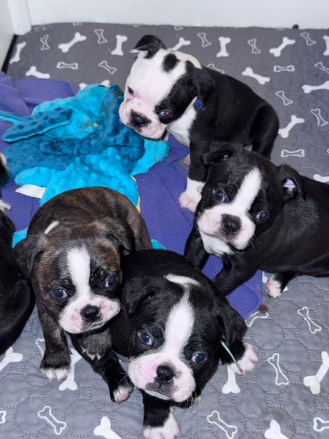 Boston Terrier Puppies media 17