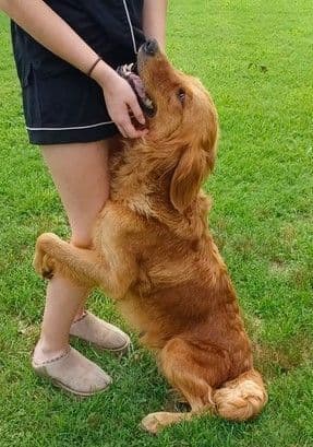 Golden Retriever Puppies media 4