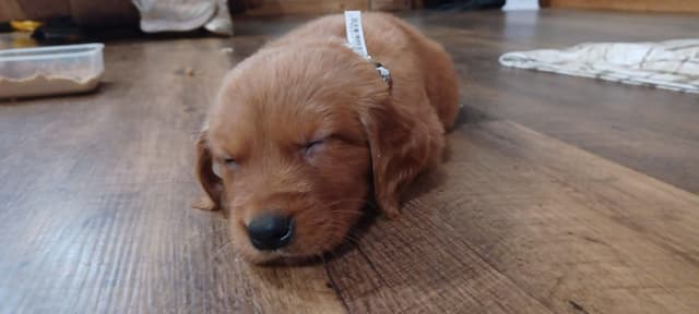 Golden Retriever Puppies media 3