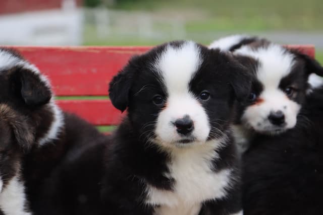 Cardigan Welsh Corgi Puppies media 2