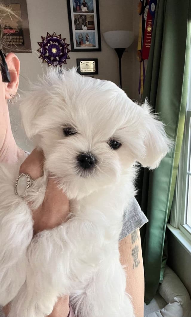 Maltese Puppies! media 3