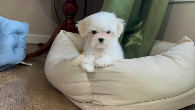 Maltese Puppies! media 4