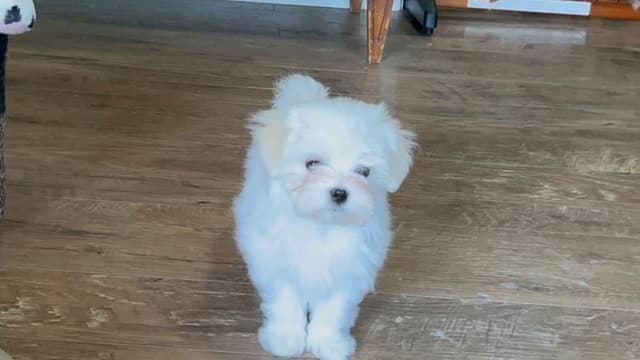 Maltese Puppies! media 5