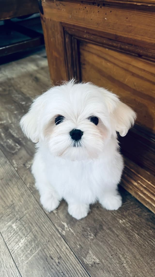 Maltese Puppies! media 6
