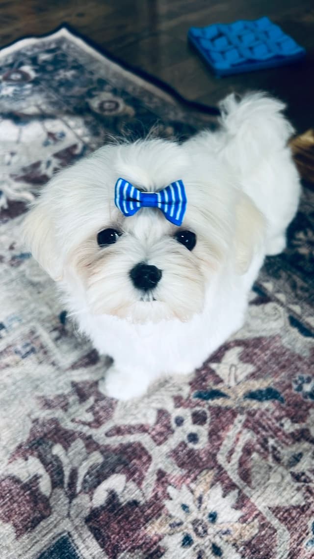 Maltese Puppies! media 7