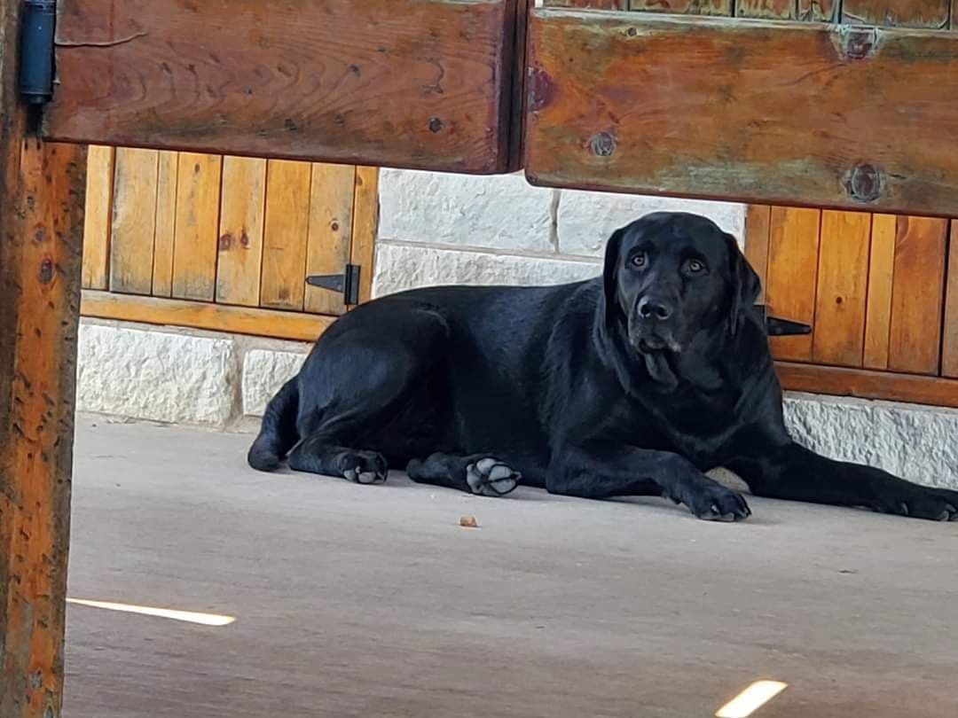 Labrador Retriever Puppies breeder image 1