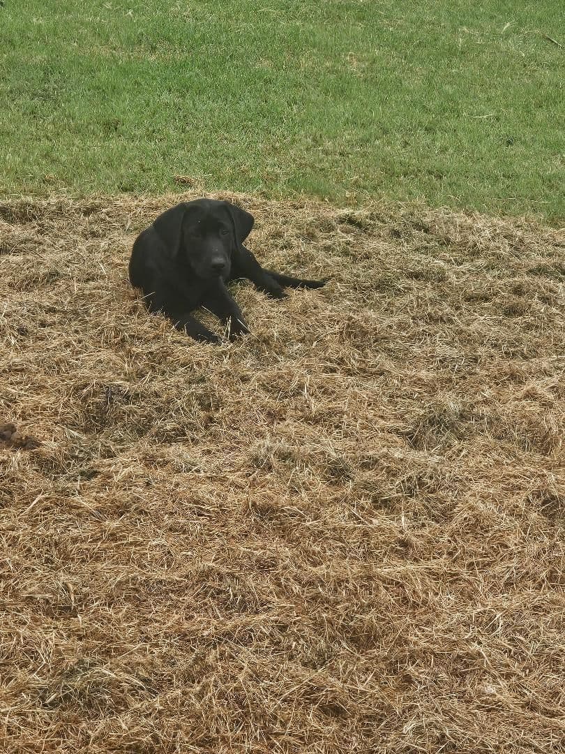 Labrador Retriever Puppies breeder image 3