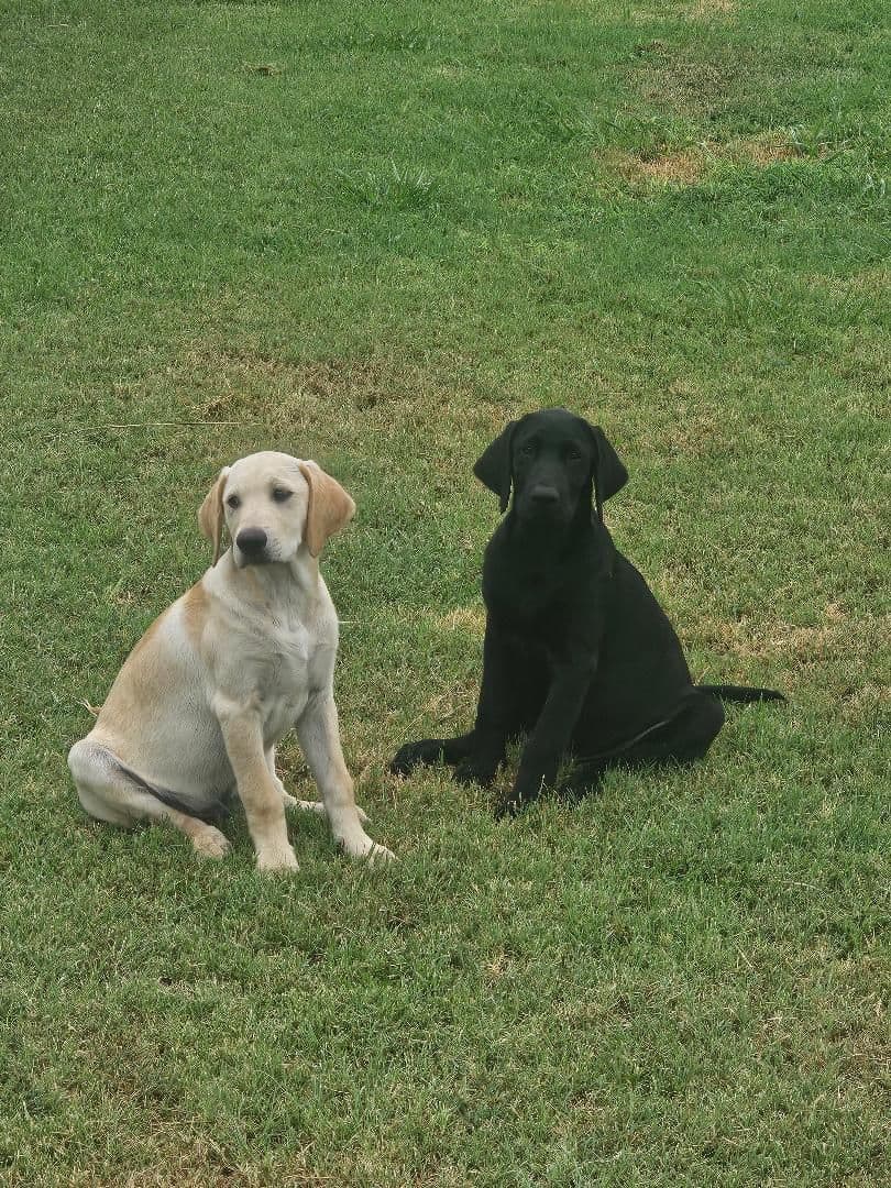 Labrador Retriever Puppies breeder image 4