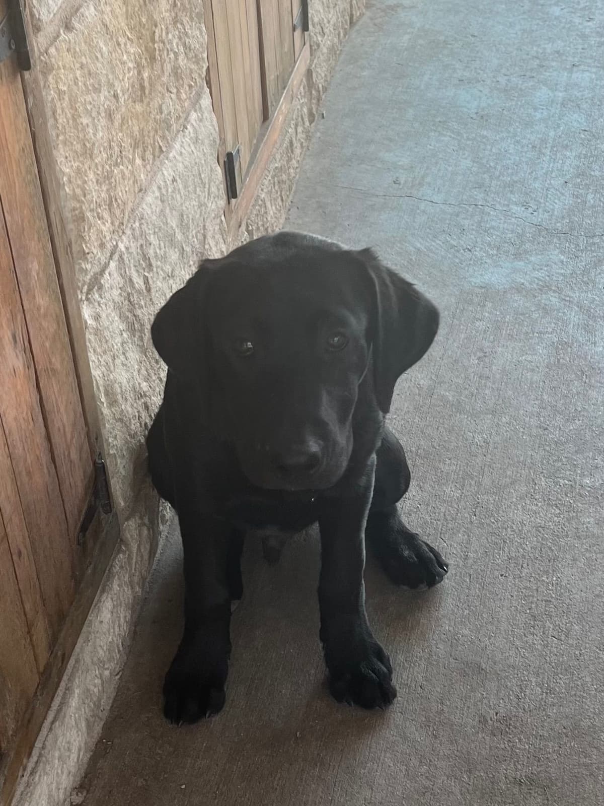 Labrador Retriever Puppies breeder image 5