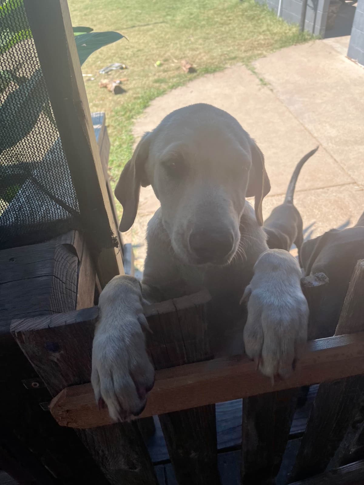 Labrador Retriever Puppies breeder image 6